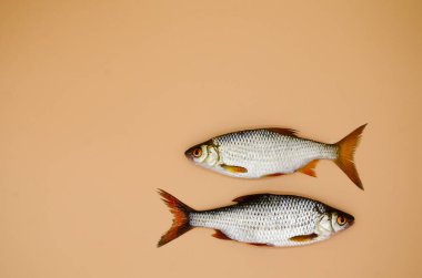 Turuncu arka planda iki balık nehri böceği. Mutfak anlayışı, yemek hazırlama, vitrinler, market. Balıkçılık kavramı.
