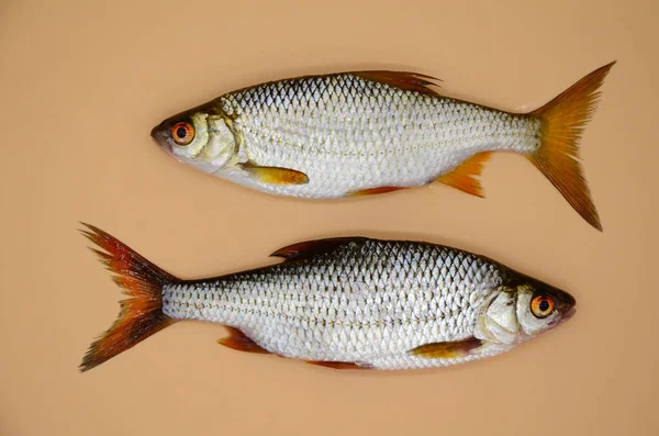 Two fish river roach on orange background. Concept of kitchen, food preparation, shop windows, market. Fishing concept.