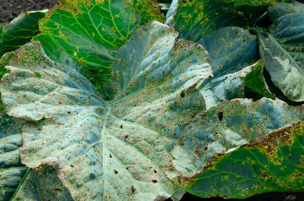 Lahana yaprağı bahçede yaprak bitleri tarafından yenildi. Bahçe ve sebze yetiştirme kavramı, parazitlere karşı savaşmak, yaprak bitleri..
