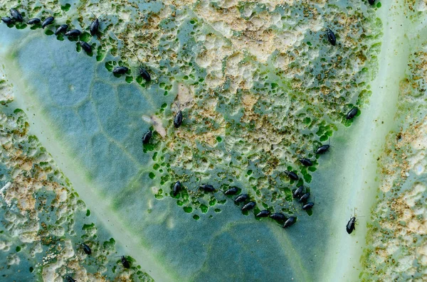 Koolblad Werd Opgegeten Door Bladluizen Tuin Begrip Tuinieren Groenteteelt Bestrijding — Stockfoto