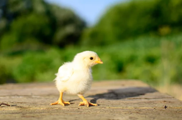 Cierre Lindo Pollito Amarillo Recién Nacido Sobre Fondo Madera Con — Foto de Stock