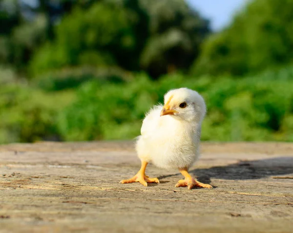 Cierre Lindo Pollito Amarillo Recién Nacido Sobre Fondo Madera Con — Foto de Stock