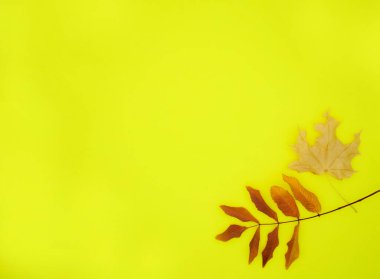 Sarı ve kırmızı sonbahar yaprakları sarı arkaplanda ve fotokopi alanı var. Sonbahar arkaplanı, düzlük, desen.
