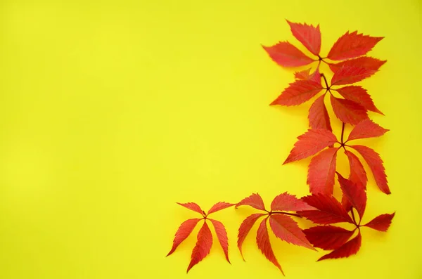 Sarı ve kırmızı sonbahar yaprakları sarı arkaplanda ve fotokopi alanı var. Sonbahar arkaplanı, düzlük, desen.