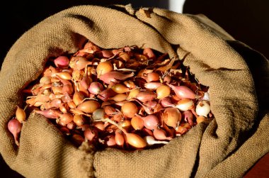 Çuvalda soğan. Bahar ekimi, pazarda satış, taze taze soğan hasadı..