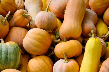 Bahçede bir sürü büyük, küçük, sarı ve turuncu balkabağı var. Sonbahar hasadı, arka plan. Bayram, Cadılar Bayramı, Şükran Günü kavramı.