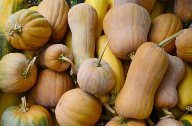 Bahçede bir sürü büyük, küçük, sarı ve turuncu balkabağı var. Sonbahar hasadı, arka plan. Bayram, Cadılar Bayramı, Şükran Günü kavramı.