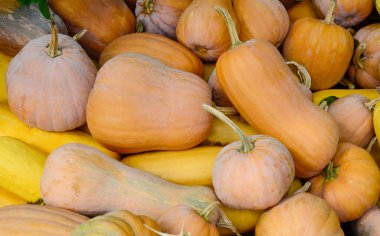 Bahçede bir sürü büyük, küçük, sarı ve turuncu balkabağı var. Sonbahar hasadı, arka plan. Bayram, Cadılar Bayramı, Şükran Günü kavramı.