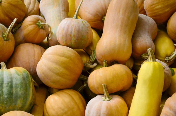 Bahçede bir sürü büyük, küçük, sarı ve turuncu balkabağı var. Sonbahar hasadı, arka plan. Bayram, Cadılar Bayramı, Şükran Günü kavramı.