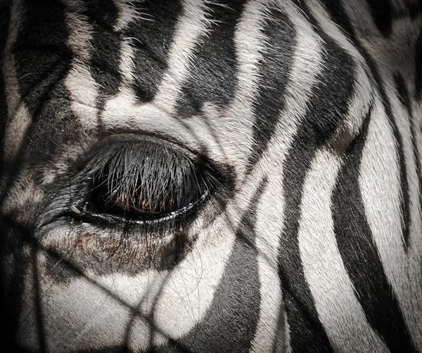 Das Auge Eines Zebras Zoo — Stockfoto