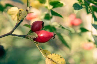 Bir yaban gülü yaprakların arasında brunch yapar. Sonbahar renkleri