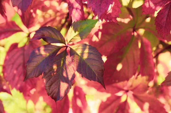 Wilde Druivenbladeren Licht Tinten Herfstkleuren — Stockfoto