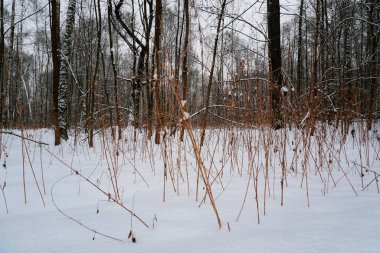 Karların arasında kurutulmuş bitkiler. Kış orman manzarası