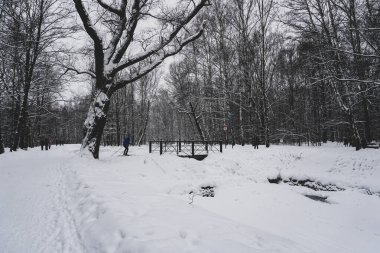 İnsanlar kış parkında yürüyor ve kayak yapıyorlar. Yaşlı ağaç ve köprü
