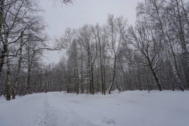 Donmuş göletin ortasında bir ada. Ormanda kış yürüyüşü.