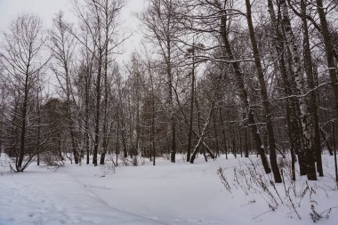 Karda huş ağacı. Kışın parkta yürüyüş. Karlı orman