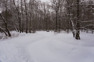 Kış orman yürüyüşü. Ormanda kar ve ağaçlar. Soğuk park yürüyüşü