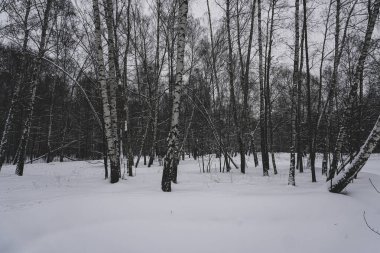Karda huş ağacı ormanı. Kış ormanı Mevsimlik manzara.