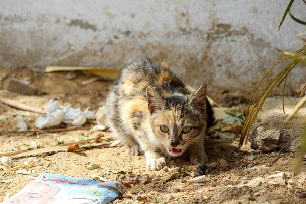 Exposto Sem Teto Jovem Gato Comendo Lixo Bawiti Egito — Fotografia de Stock