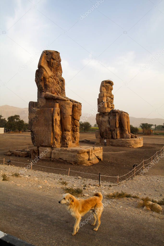 Famous colossi of Memnon, giant sitting statues, a dog in front, Luxor, Egypt