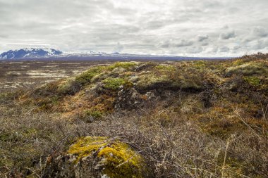 Thingvellir Ulusal Parkı, İzlanda 'da Lichenler ve yosunlar