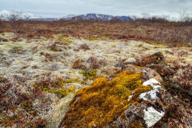 Thingvellir Ulusal Parkı, İzlanda 'da Lichenler ve yosunlar