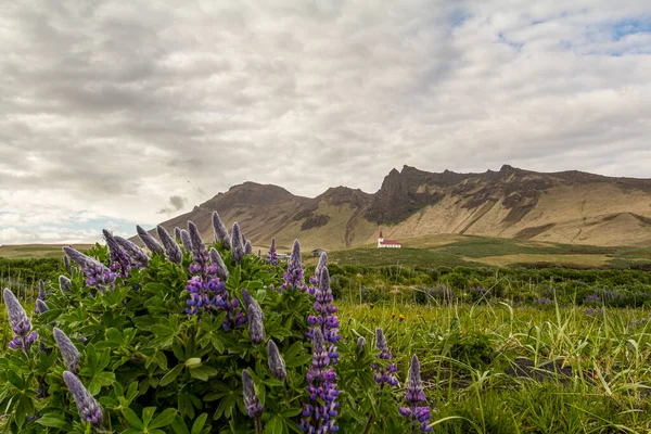 Sarkvidéki Csillagfürtök Vik Myrdal Völgyében Hegység Háttérben Izland — Stock Fotó