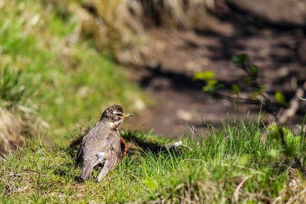 Redwing Bird Walking Path Skaftafell Iceland — Stock Photo, Image