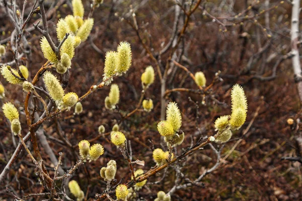 Fioriture Catkins Immuborgir Zona Myvatn Islanda — Foto Stock