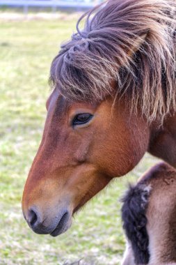 Kahverengi İzlanda midillileri portresi, Kuzey İzlanda