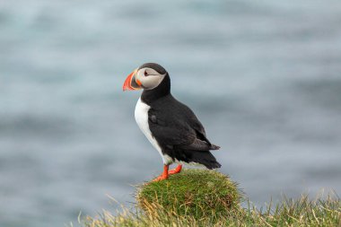 Atlantik martısı üredikleri yerde Latrabjarg, İzlanda