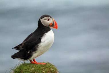 Atlantik martısı üredikleri yerde Latrabjarg, İzlanda