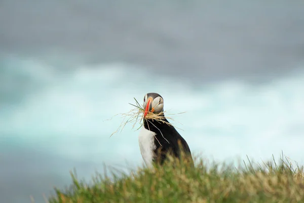 大西洋海雀在著名的鸟类繁殖地拉布拉巴格 拿着青草筑巢 凝视着摄像机 — 图库照片