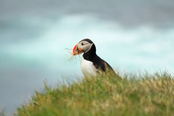 有名な鳥の繁殖地ラトラバーグで大西洋パフィン 巣のための草を運ぶ ぼやけた背景 アイスランド — ストック写真