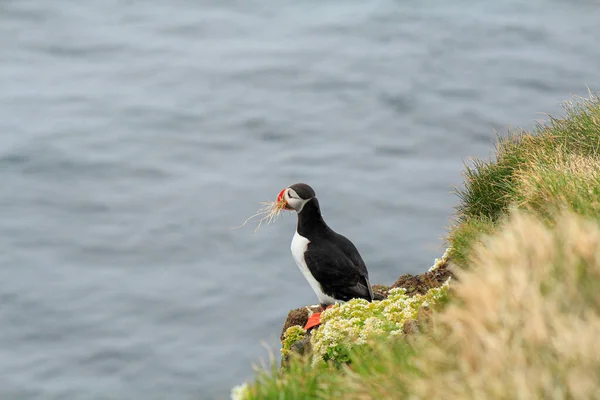 冰岛Latrabjarg的大西洋海雀繁殖地 — 图库照片