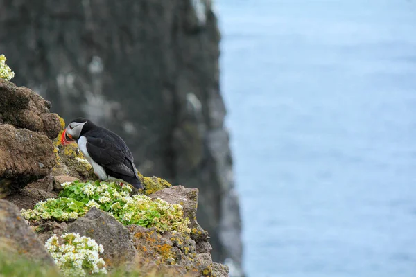 大西洋のふぐの繁殖地 Latrabjarg Iceland — ストック写真