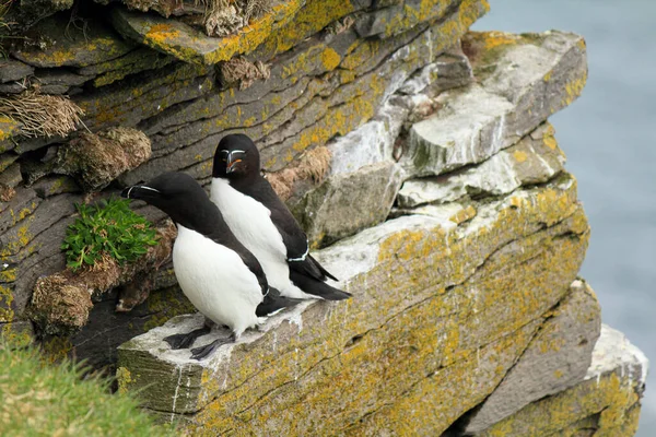 大西洋のふぐの繁殖地 Latrabjarg Iceland — ストック写真