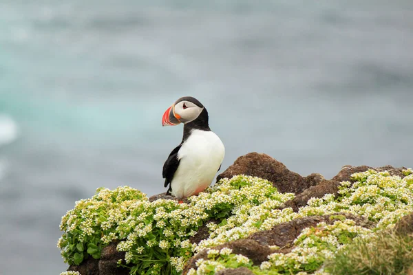 大西洋のふぐの繁殖地 Latrabjarg Iceland — ストック写真