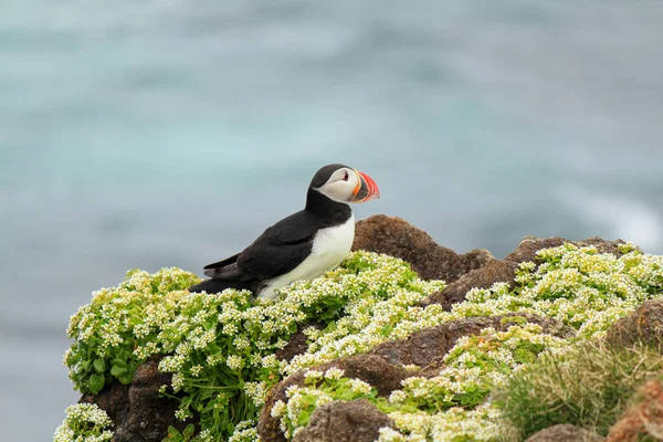 大西洋のふぐの繁殖地 Latrabjarg Iceland — ストック写真