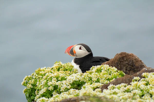 大西洋のふぐの繁殖地 Latrabjarg Iceland — ストック写真