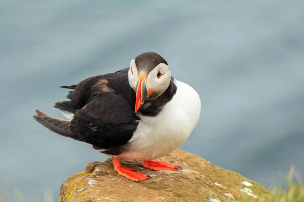 Puffin Ατλαντικού Στον Τόπο Αναπαραγωγής Τους Latrabjarg Ισλανδία — Φωτογραφία Αρχείου