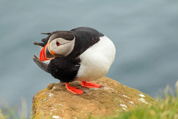 Papageitaucher Auf Einem Stein Der Klippe Von Latrabjarg Island — Stockfoto