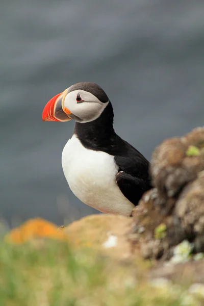 大西洋のふぐは有名な鳥の繁殖地ラトラバーグで 彼のプロフィール アイスランドを示しています — ストック写真