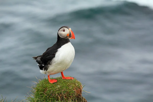 Atlantic Puffin Staying Cliff Latrabjarg Waves Sea Blurry Background Iceland — 图库照片
