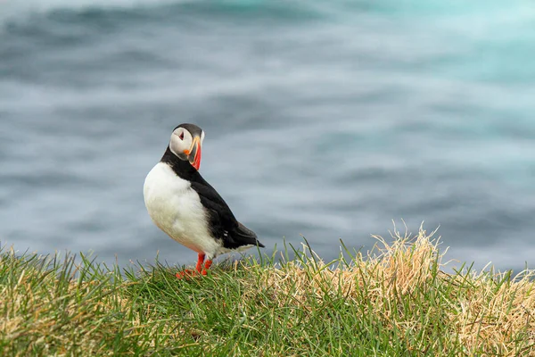大西洋のパフィンは有名な鳥の繁殖地ラトラバーグで アイスランドのカメラを見て — ストック写真