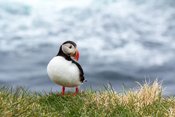 大西洋のふぐは有名な鳥の繁殖地ラトラバーグで 彼のプロフィール アイスランドを示しています — ストック写真