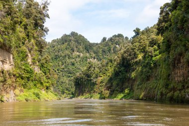 El değmemiş Whanganui nehri ve Yeni Zelanda 'nın kuzey adası çevresindeki ormanlarda bir tur.