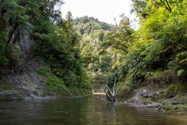 El değmemiş Whanganui nehri ve Yeni Zelanda 'nın kuzey adası çevresindeki ormanlarda bir tur.