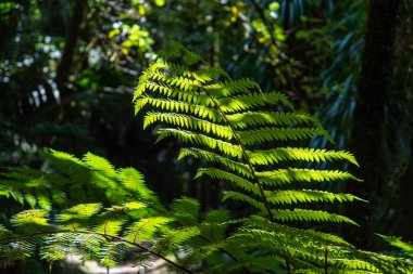 El değmemiş Whanganui nehri ve Yeni Zelanda 'nın kuzey adası çevresindeki ormanlarda bir tur.