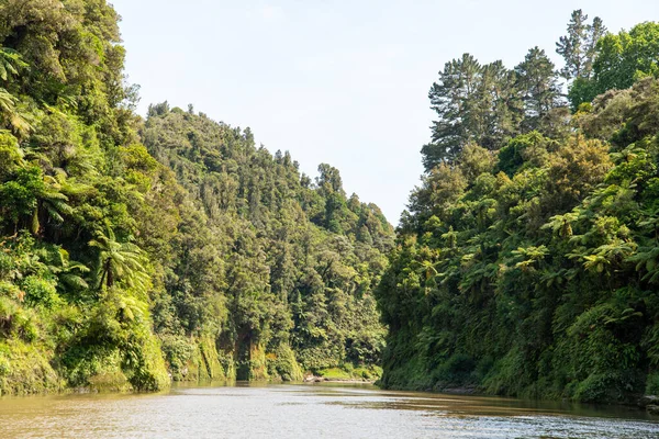手付かずのワンガヌイ川や周辺のジャングル ニュージーランドの北の島を巡るツアー — ストック写真
